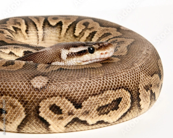 Fototapeta Pewter Ball Python Portrait