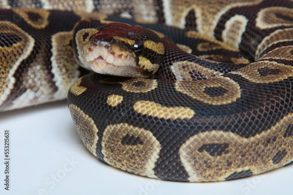 Fototapeta Chocolate Ball Python Portrait