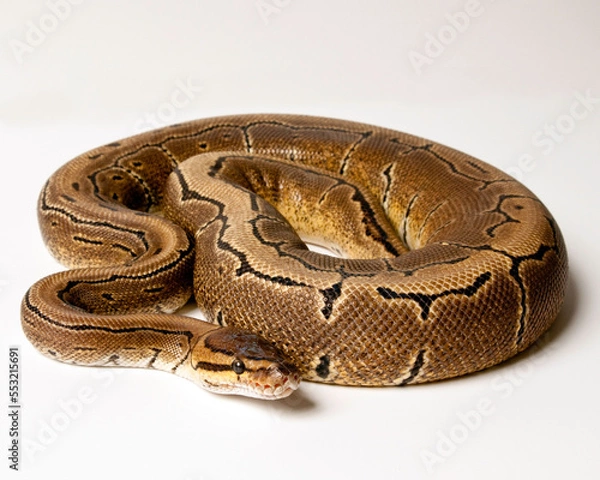Fototapeta Pinstripe Ball Python Portrait