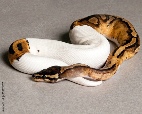 Fototapeta Pied Ball Python Beige Background