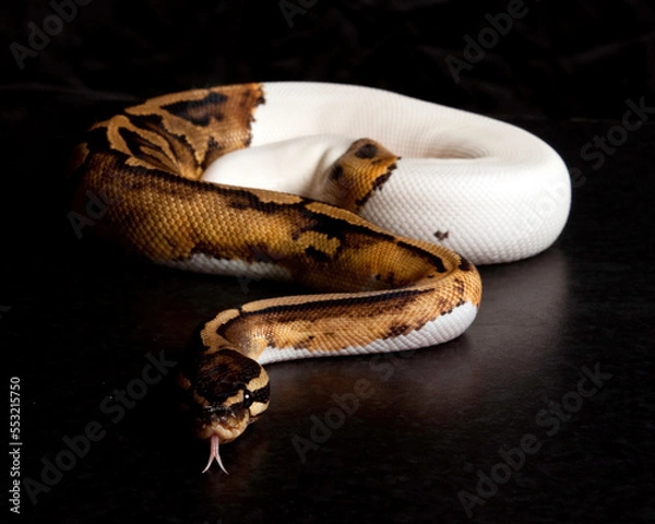 Fototapeta Pied Ball Python Tongue Flick