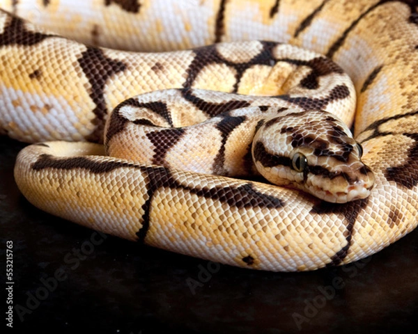 Fototapeta BumbleBee Ball Python Closeup Coil