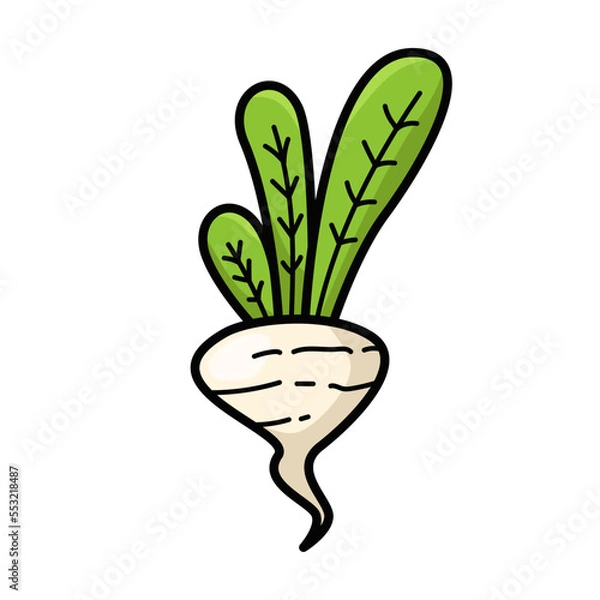 Obraz Radish Fresh Vegetables Vectors Illustration