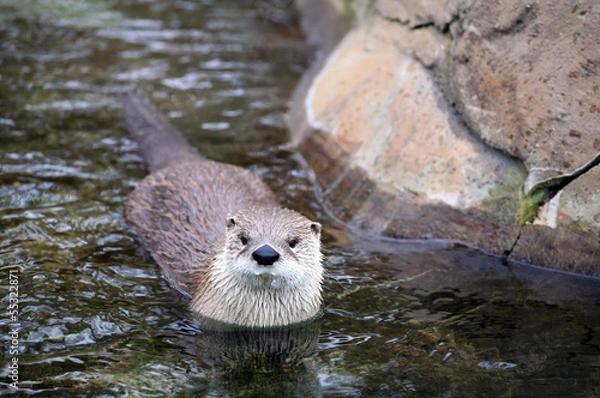 Obraz River otter