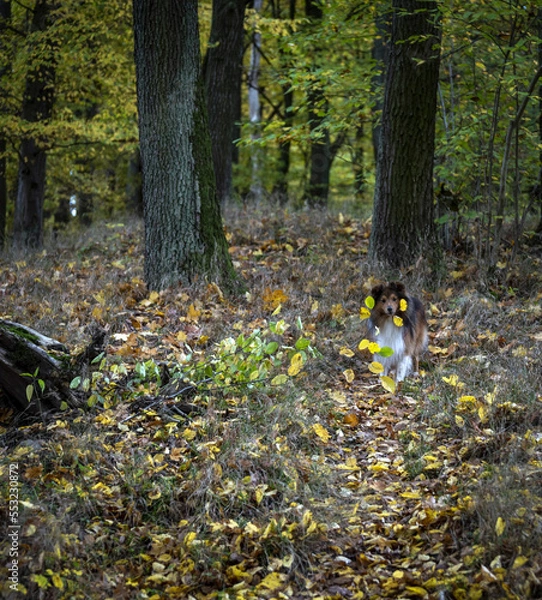 Fototapeta little sheltie running through the forest in autumn