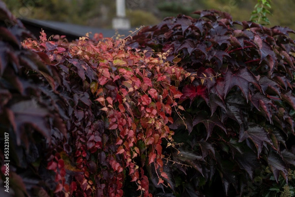Fototapeta red ivy on the fence in autumn