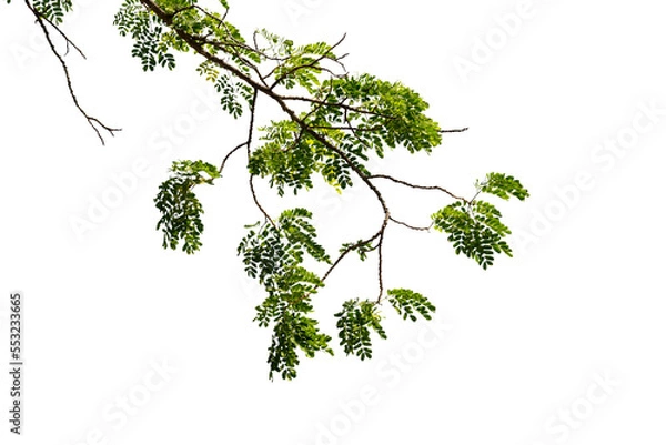Fototapeta Tree branch isolated on white background