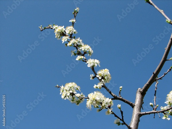 Obraz flower in the sky