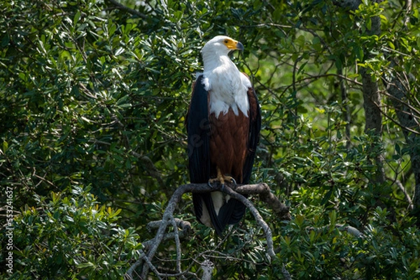 Fototapeta African fish eagle sitting on a branch. Trees in the background. 