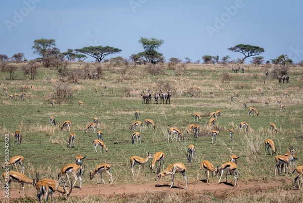 Fototapeta Herd of wild Antelopes in Tanzania