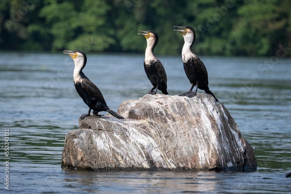 Fototapeta A Great Cormorant resting by the water