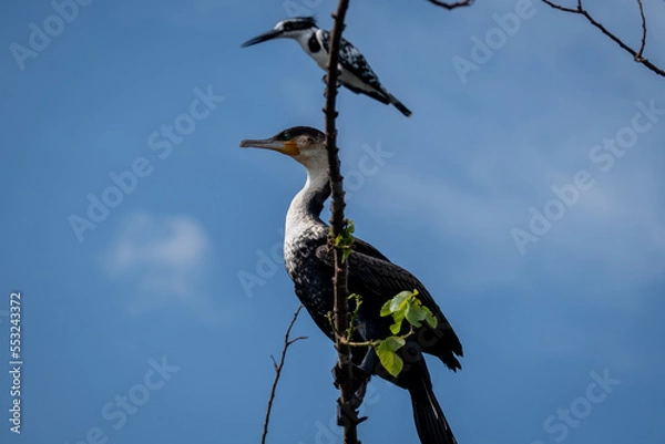 Fototapeta A Great Cormorant resting by the water