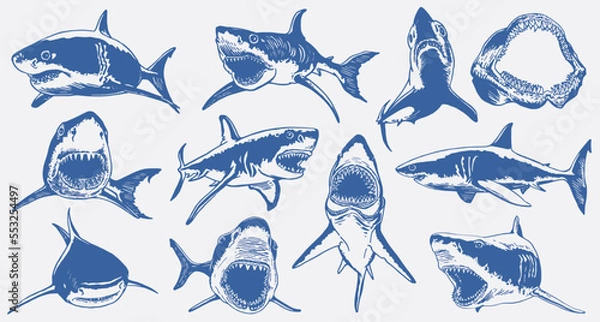 Obraz Graphical set of blue sharks  isolated on white background,vector color sharks for tattoo and printing
