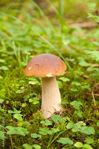 Obraz Boletus edulis