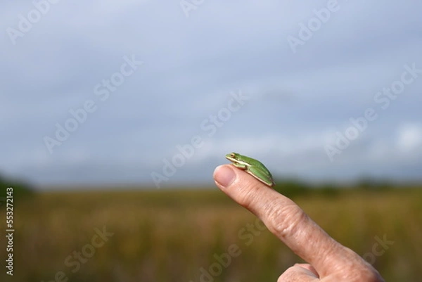 Fototapeta Close up of an American green tree frog chilling on a human finger, with dead space for text. Tiny frog with yellow eyes