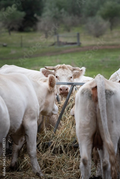Fototapeta cows in a field
