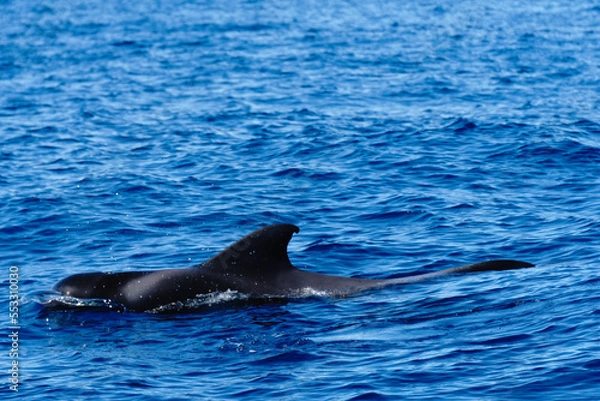 Obraz a pilot whale swimming