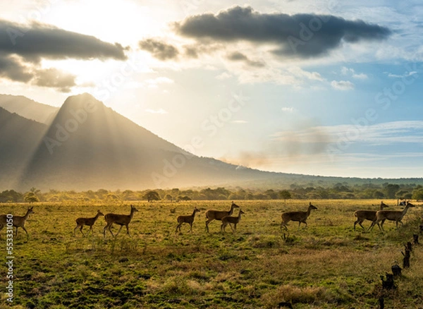 Fototapeta Timor Deer located in Baluran National Park in Situbondo, Banyuwangi, East Java. Baluran is called little africa in java in sunrise
