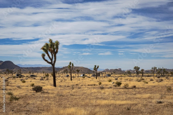 Fototapeta joshua tree national park