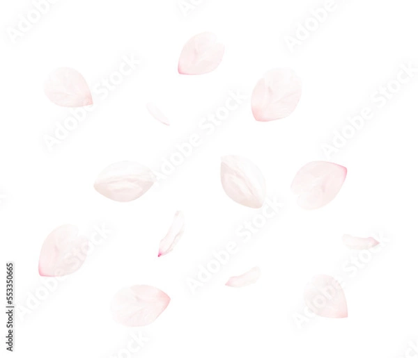 Fototapeta 桜の花びら_サクラの花弁のイメージ（背景透過切り抜き合成用png素材）