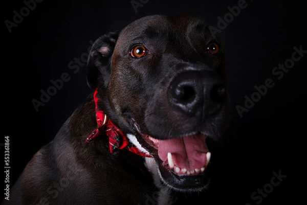 Obraz black dog portrait