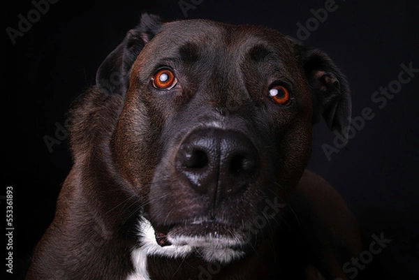 Obraz dog portrait