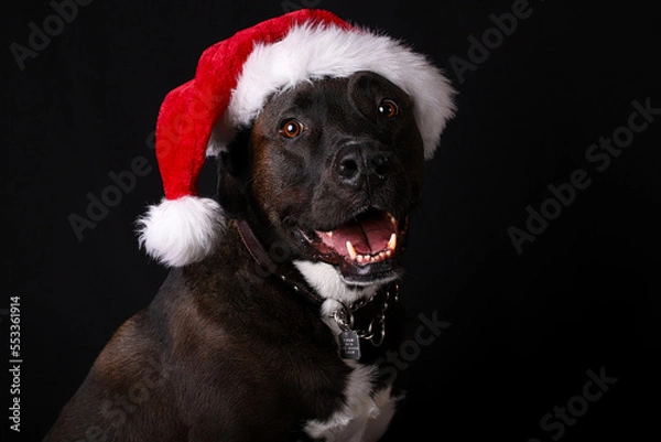 Obraz dog in santa hat