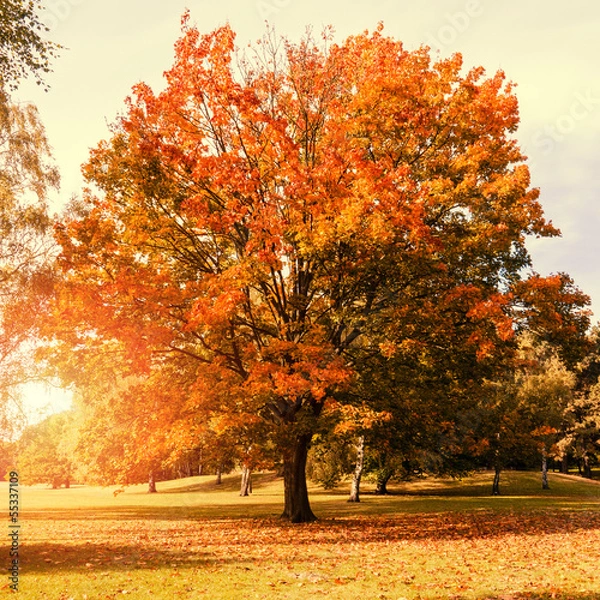 Obraz maple tree in autumn