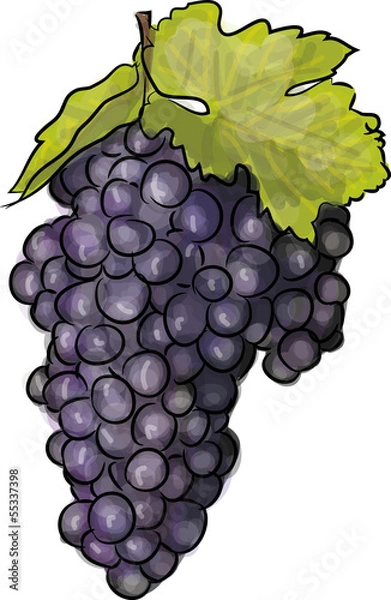 Obraz traube