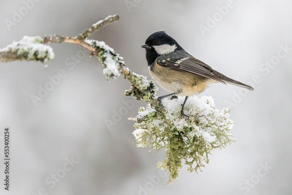 Obraz Cute coal tit sitting on a branch