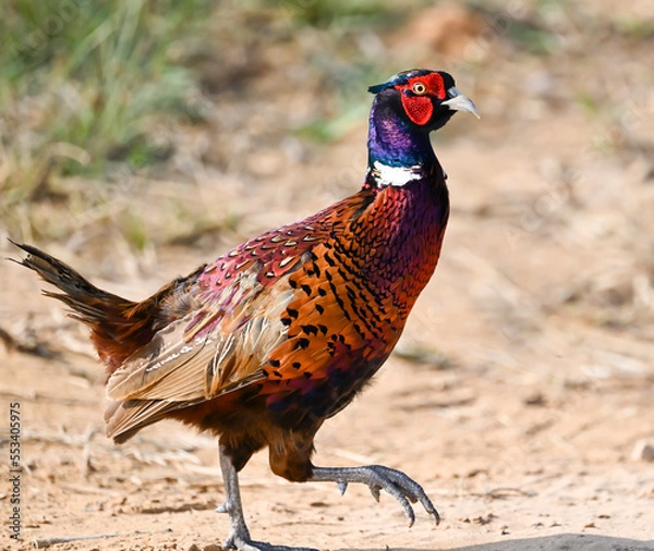 Obraz Phaesant, Egyptian Grebe with chicks, ducks flying