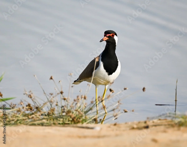 Obraz Phaesant, Egyptian Grebe with chicks, ducks flying