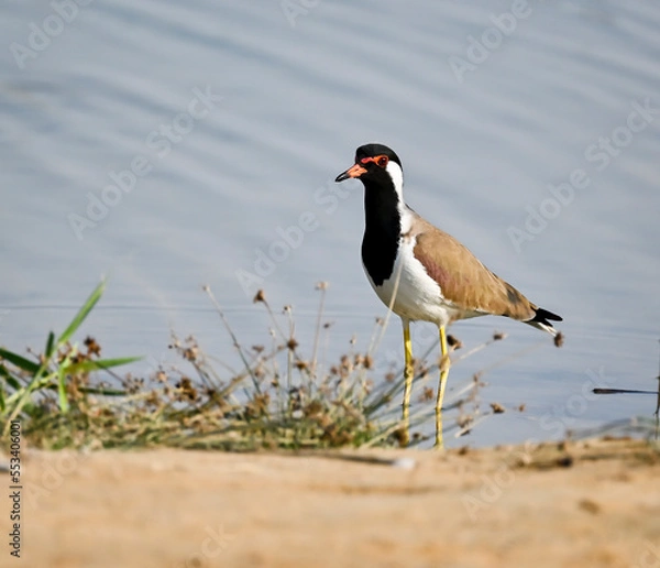 Obraz Phaesant, Egyptian Grebe with chicks, ducks flying