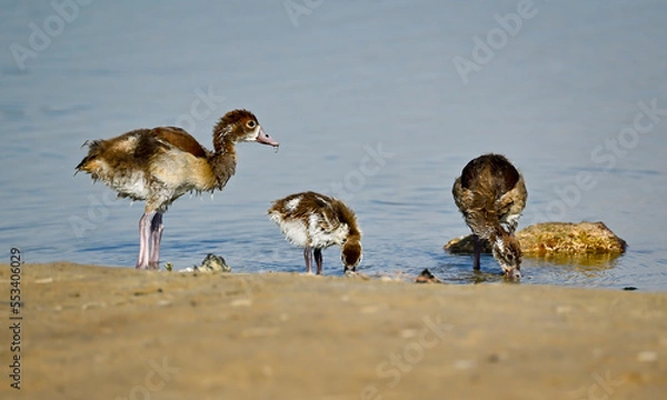 Obraz Phaesant, Egyptian Grebe with chicks, ducks flying