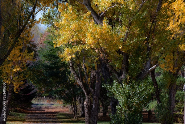 Fototapeta 北海道秋の紅葉の風景