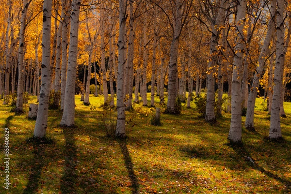 Fototapeta 北海道秋の紅葉白樺の林
