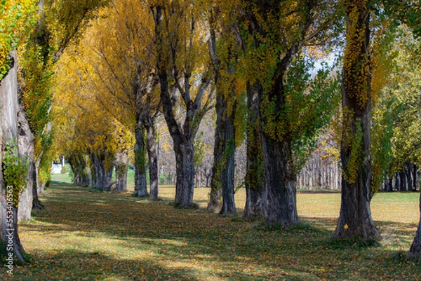 Fototapeta 北海道秋の紅葉ポプラ並木