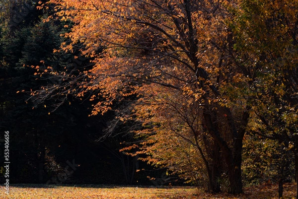 Fototapeta 北海道秋の紅葉枯れ葉吹雪