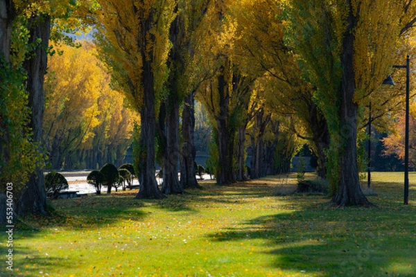 Fototapeta 北海道秋のポプラ紅葉並木トンネル