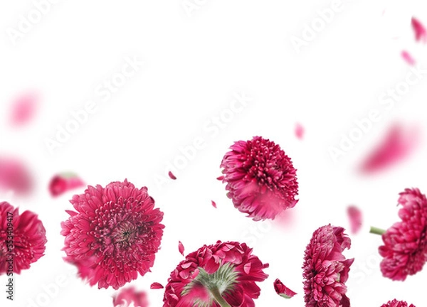 Fototapeta Floral border of flying pink flowers and petals, isolated