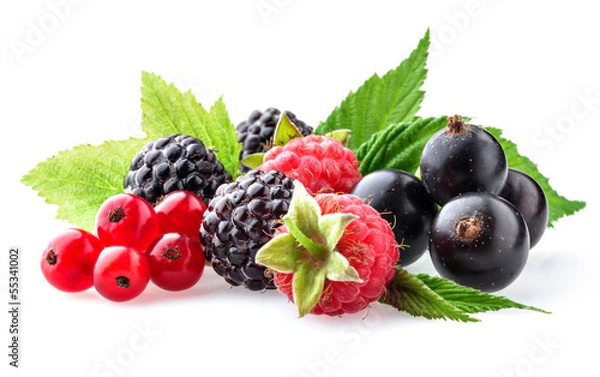 Obraz Zbiór dzikich jagód na białym tle