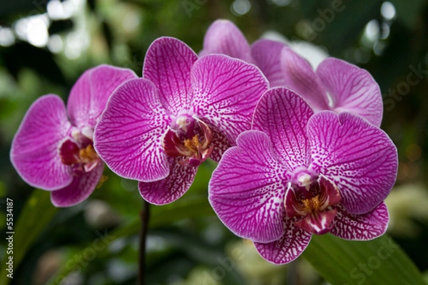 Fototapeta Orchid
