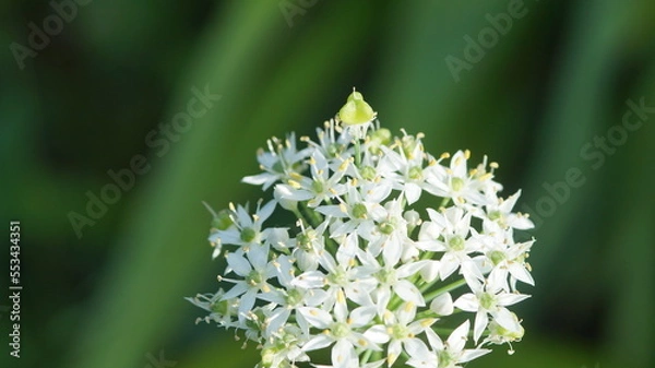Fototapeta 野に咲く可憐な花々や植物達
