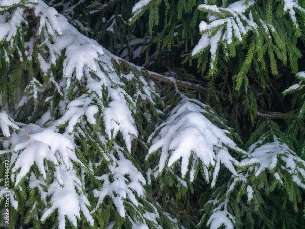 Obraz snow in the forest