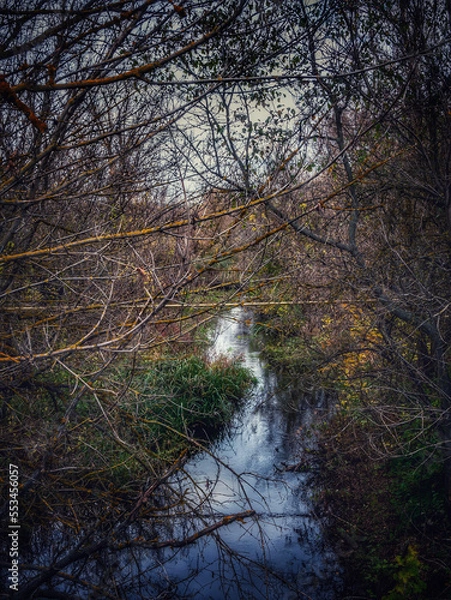 Fototapeta autumn in the forest