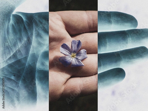 Fototapeta flower in the hands