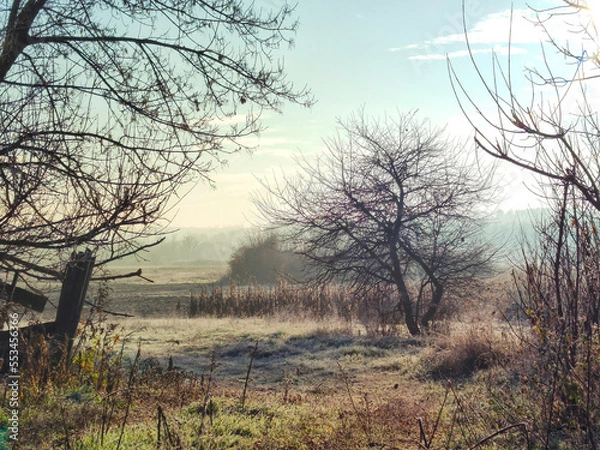 Fototapeta trees in the fog