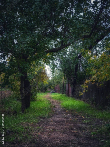 Fototapeta path in the forest