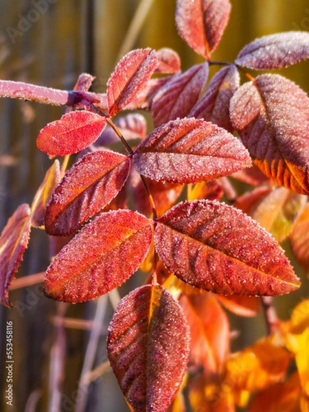 Fototapeta red autumn leaves