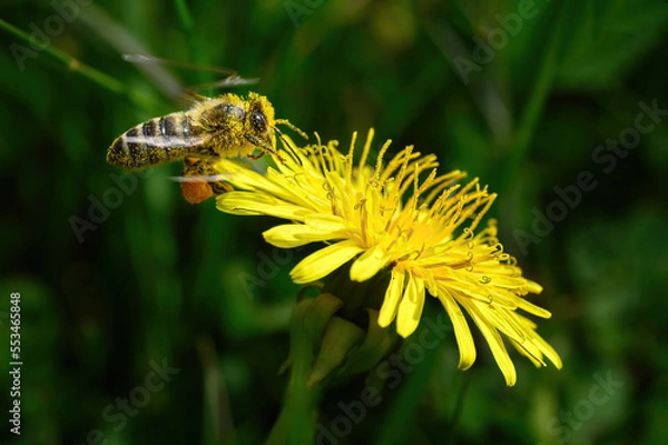 Obraz Honey bee flies to a yellow flower and collects dandelion pollen